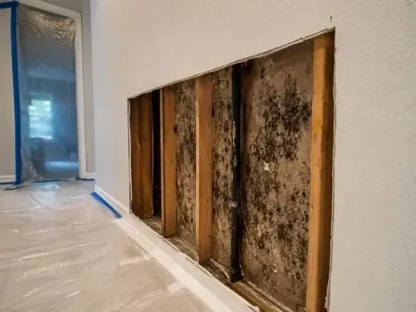 Black mold growth inside a wall cavity before remediation in a West Palm Beach home